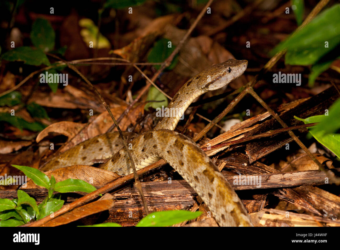 Photo d'un fer-de-lance Banque D'Images