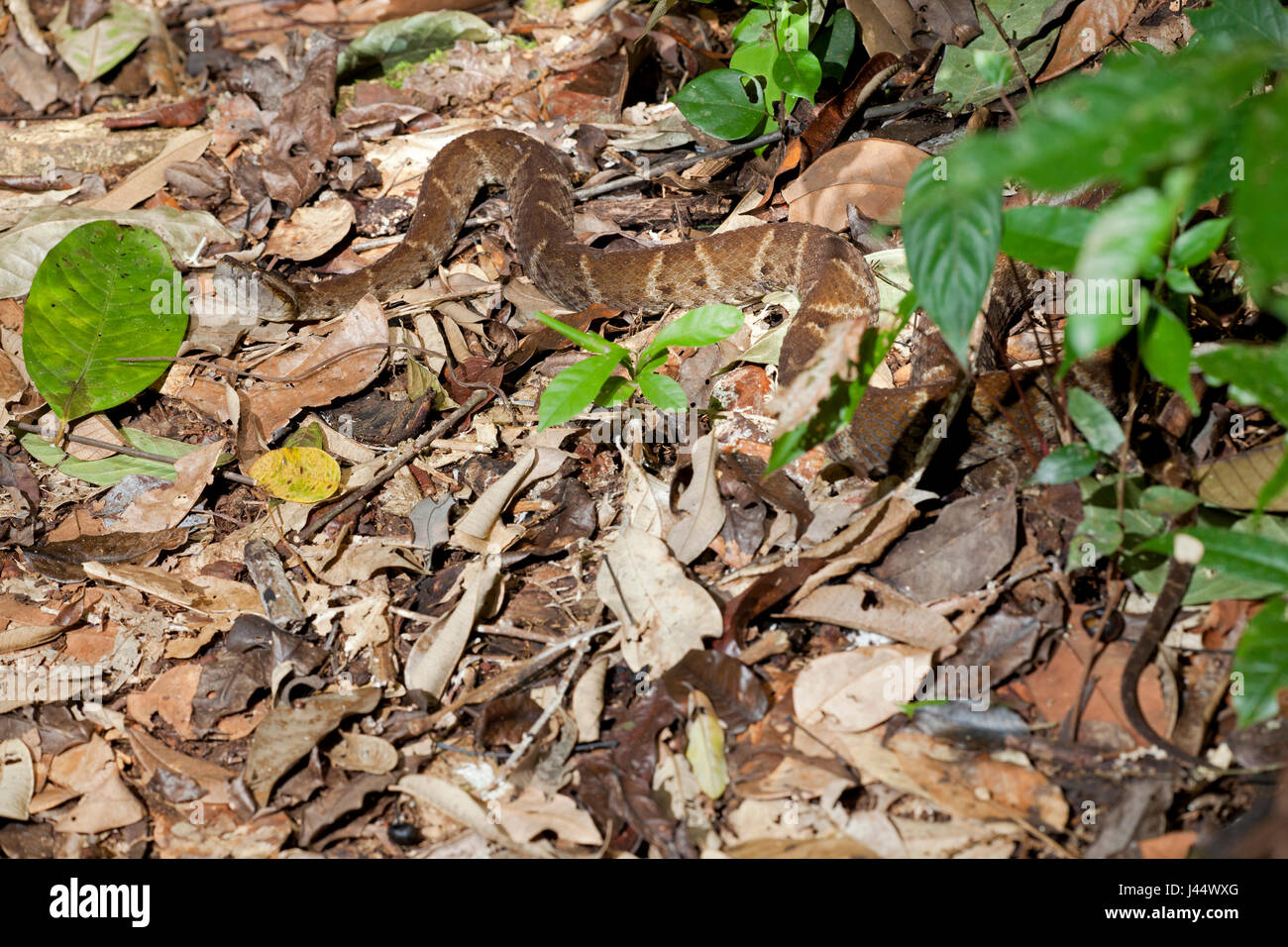 Photo d'un fer-de-lance Banque D'Images