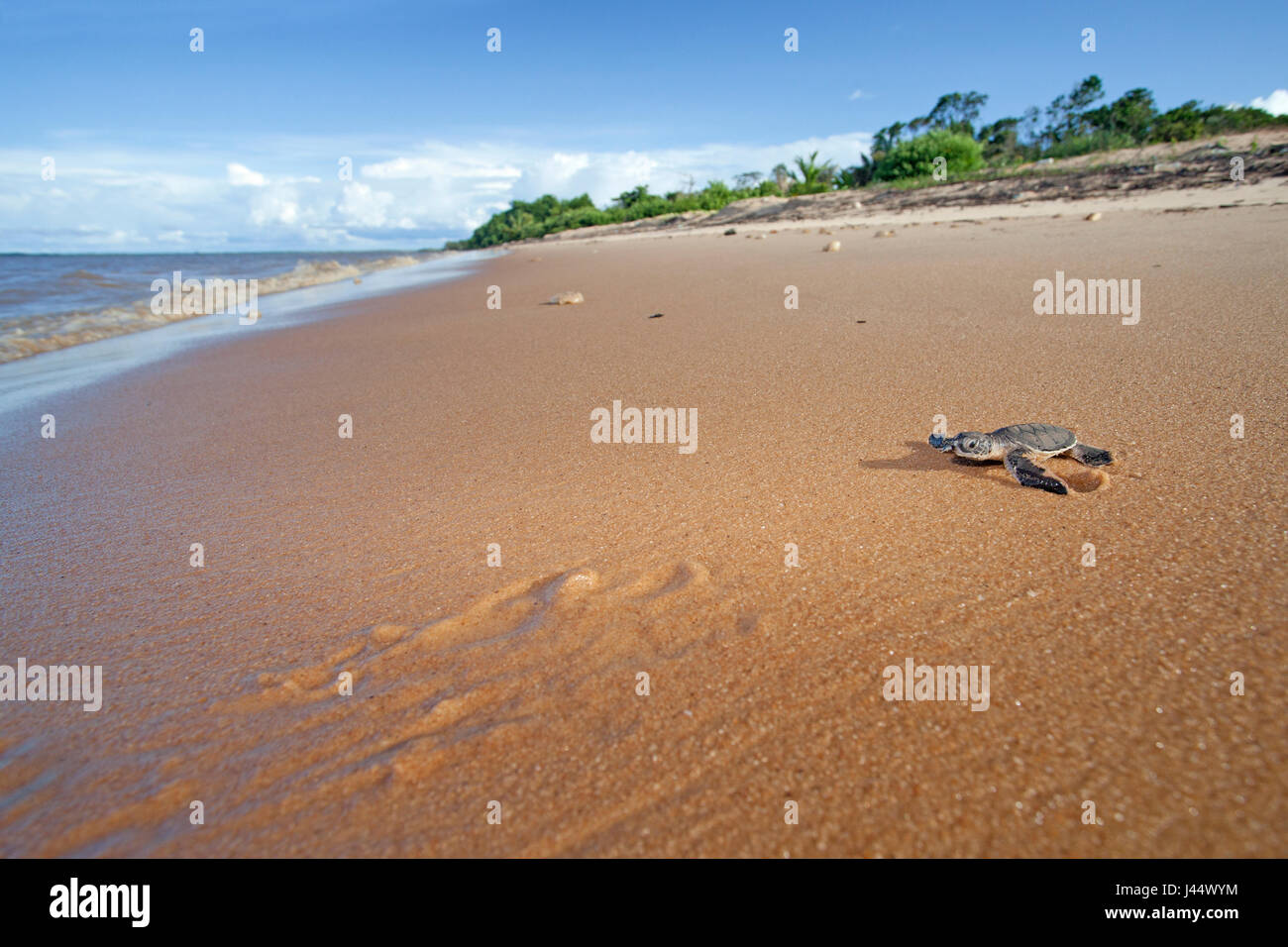Photo d'une jeune tortue d'une tortue verte sur son chemin vers la mer Banque D'Images