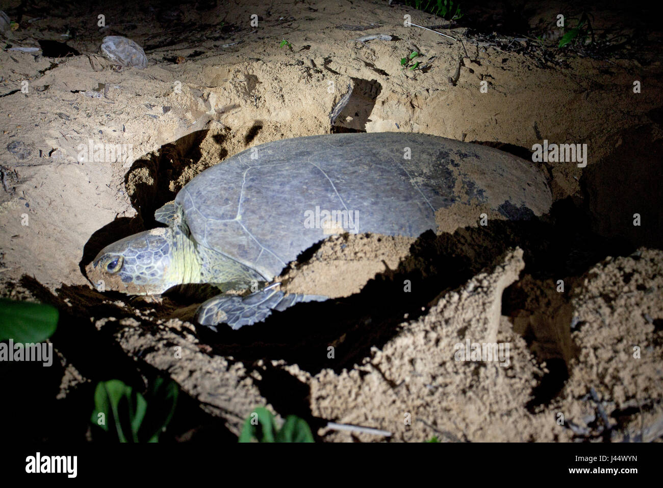 Photo d'un site de nidification de la tortue verte Banque D'Images