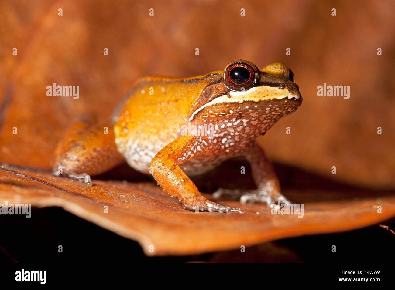 Photo d'une grenouille d'Amérique du Sud Banque D'Images