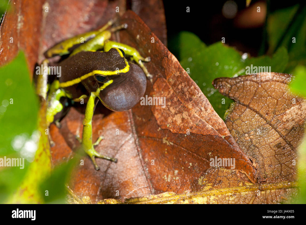 Photo d'un mâle appelant trois-striped poison dart frog Banque D'Images