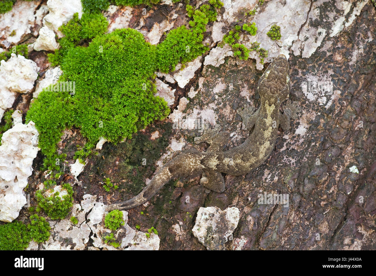 Photo d'un gecko à queue de navet sur le soleil d'un arbre, à peine visible en raison de son camouflage Banque D'Images