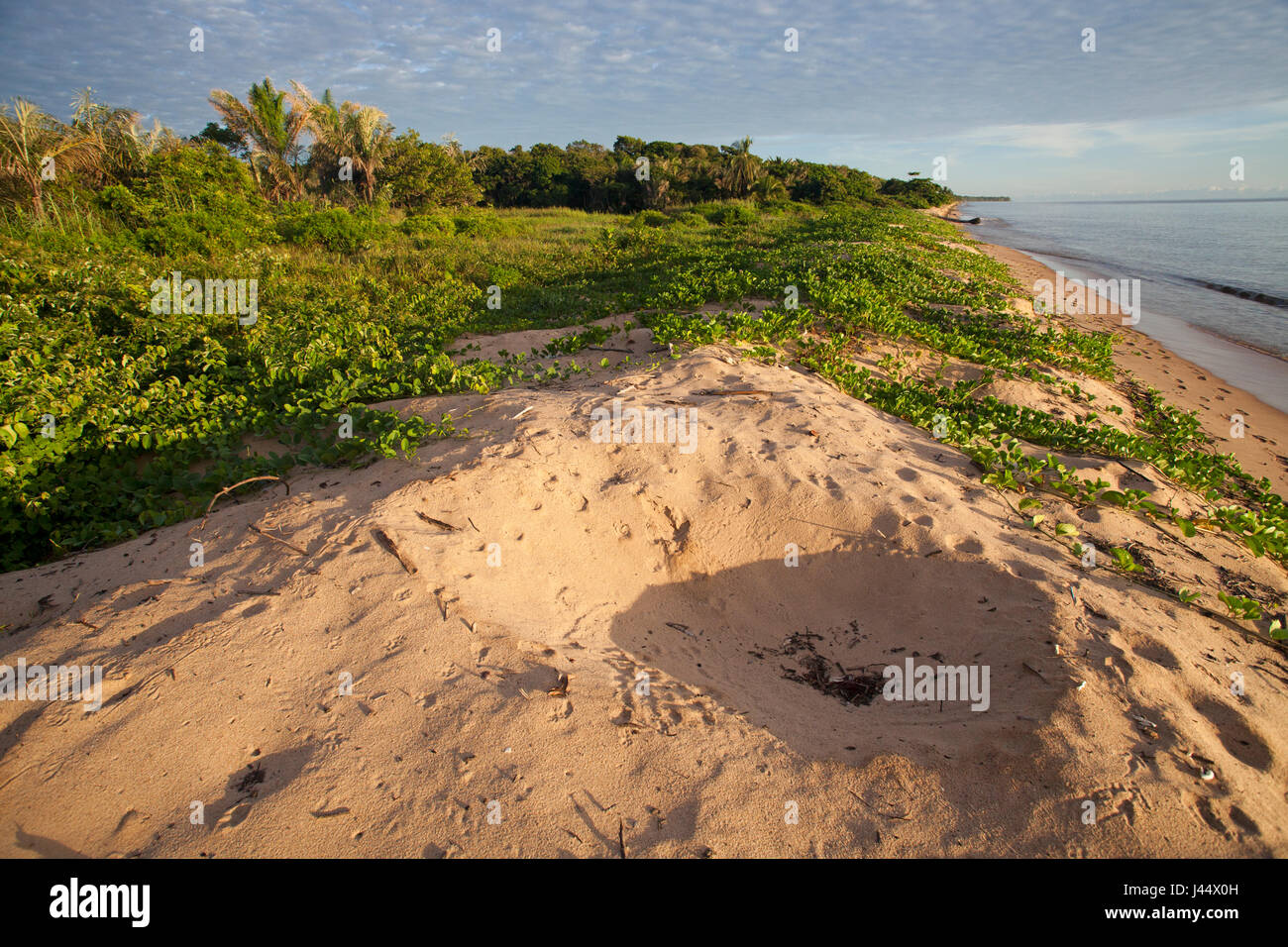 Photo d'un nid d'un green turle sur la plage d'Babunsanti Banque D'Images