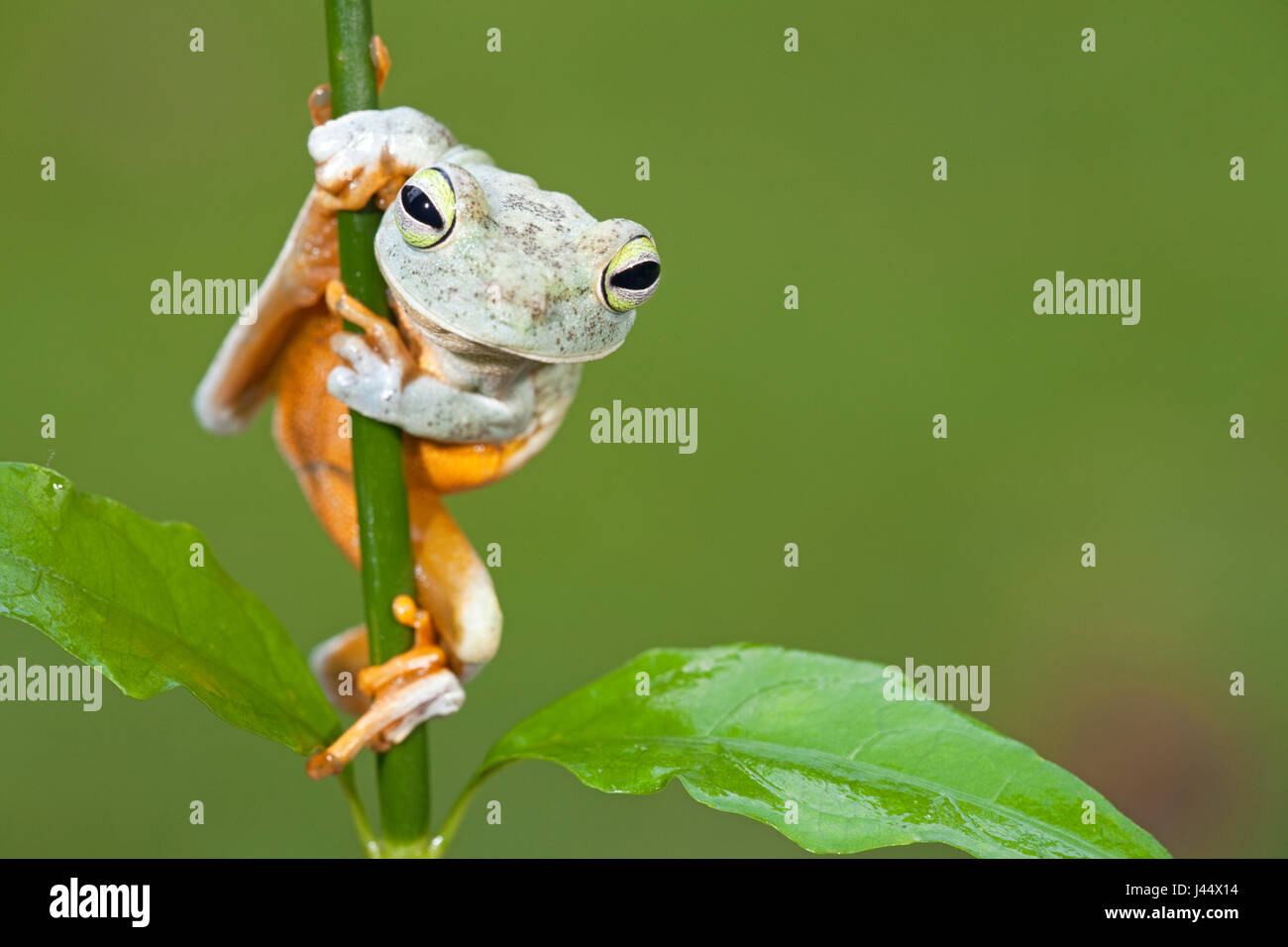 Photo d'un hochet fait part de grenouille d'arbre sur une branche Banque D'Images