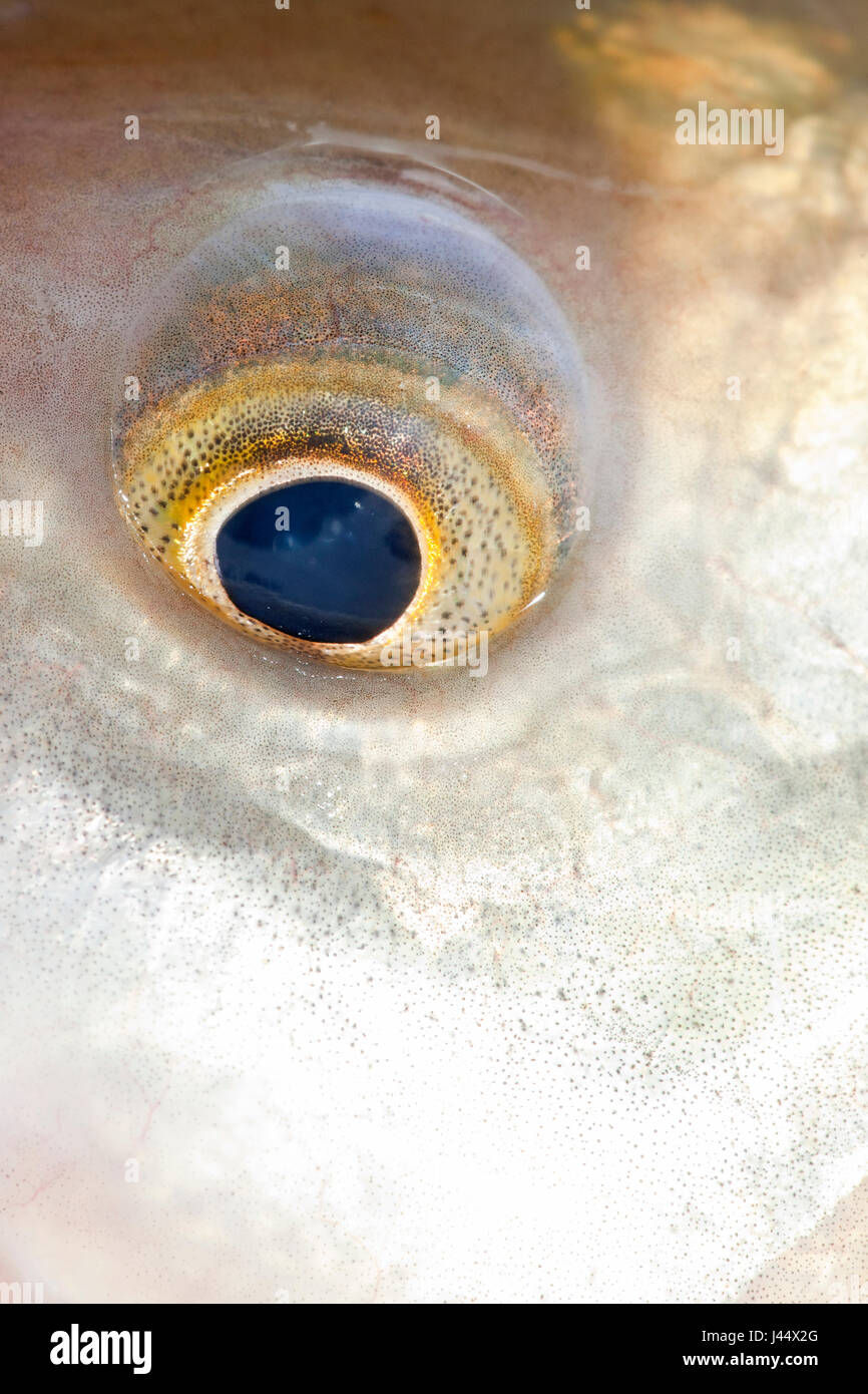 Macro photo de l'oeil d'une IDE Banque D'Images