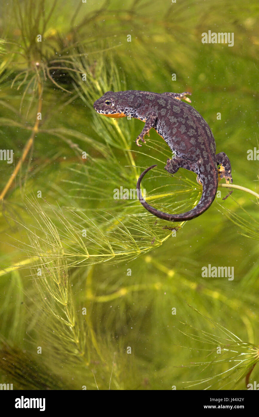 Triton alpestre femelle underwater Banque D'Images