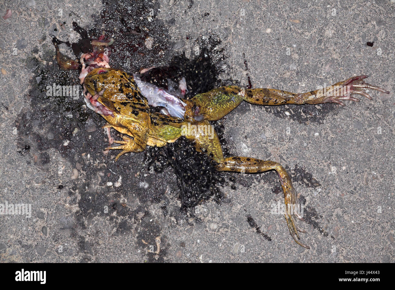 Road Kill grenouille rousse Banque D'Images