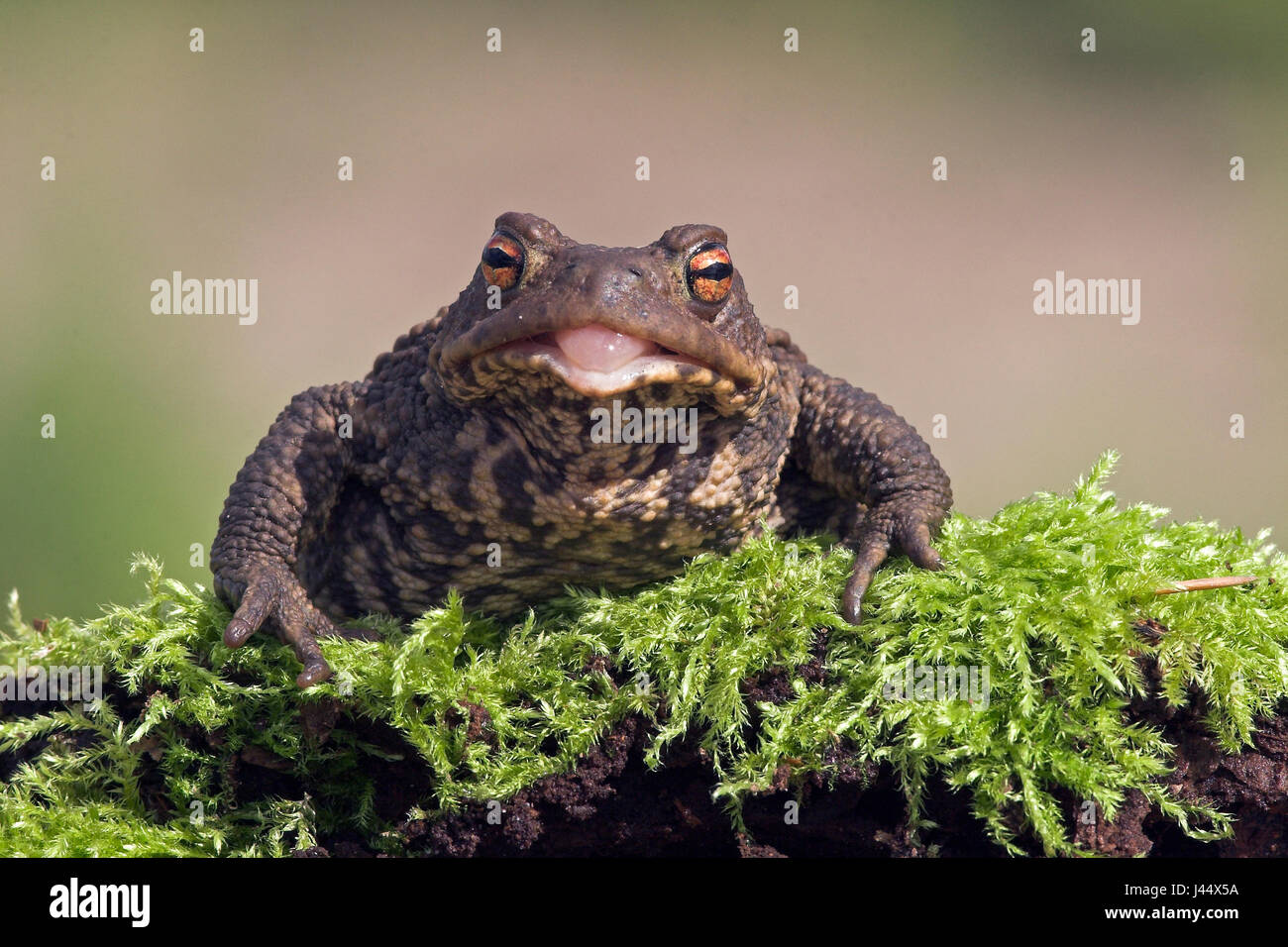 Crapaud commun en langue maternelle Banque D'Images