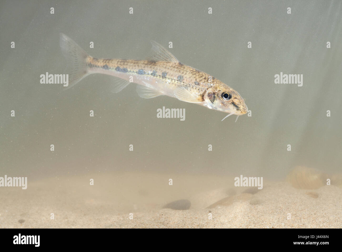 Photo d'un piston à nageoires blanc nage au-dessus le fond de la rivière Banque D'Images