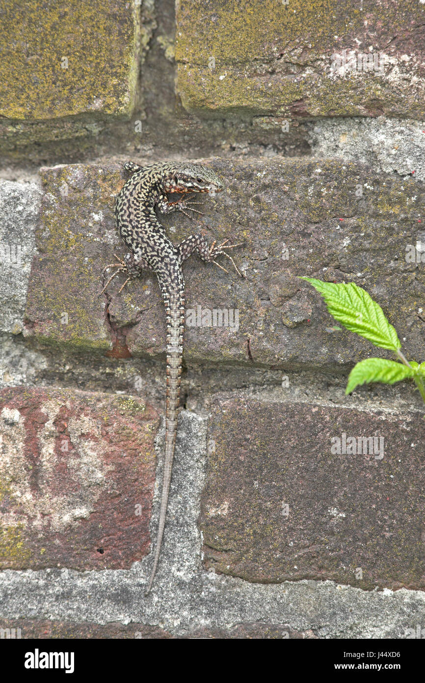 Une photo verticale d'un lézard des murailles sur un brickwal Banque D'Images