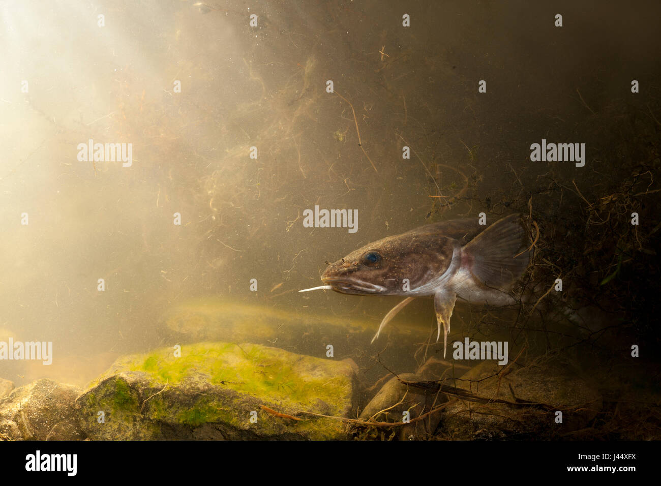 Photo d'une lotte se cacher entre la végétation dans un creux de la rivière. Banque D'Images