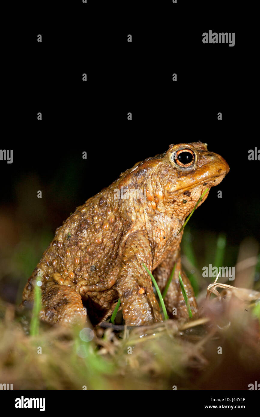 Photo d'un crapaud commun mâle Banque D'Images