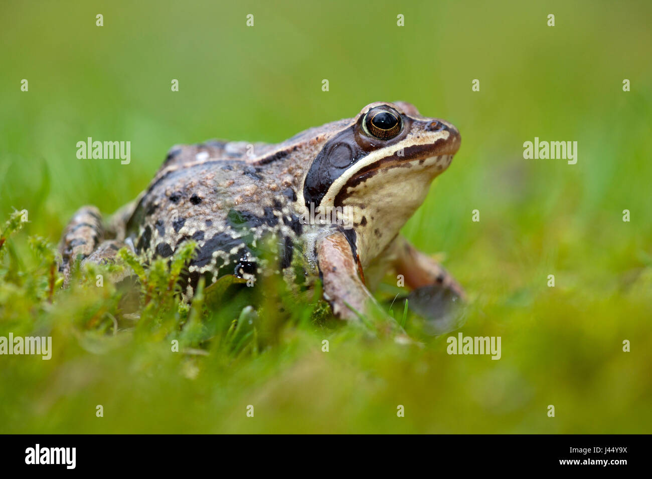 Photo d'une lande grenouille dans l'herbe verte avec un flou d'arrière-plan et vert Banque D'Images