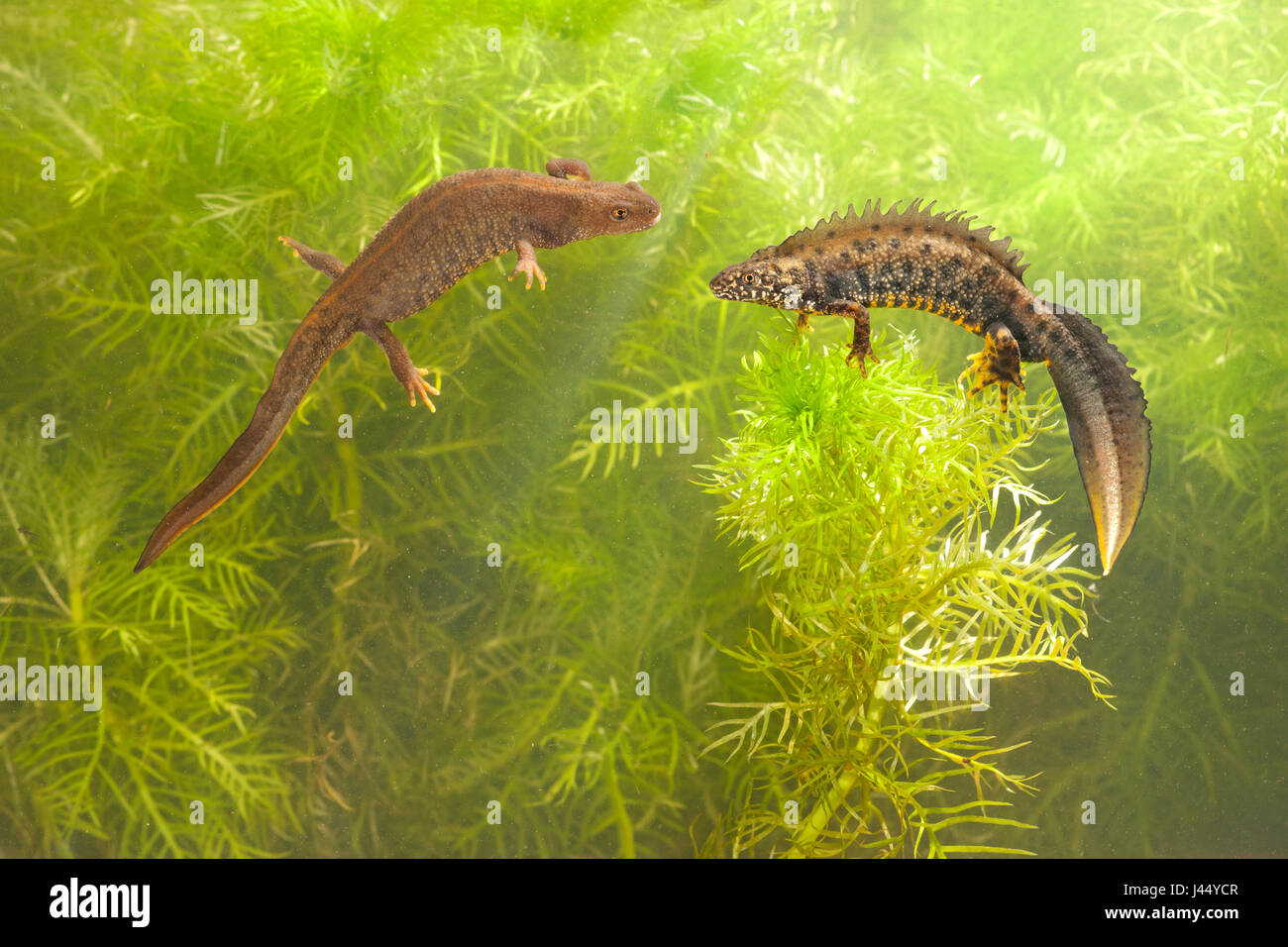 Photo d'un mâle et femelle triton crêté piscine entre la végétation de l'eau Banque D'Images