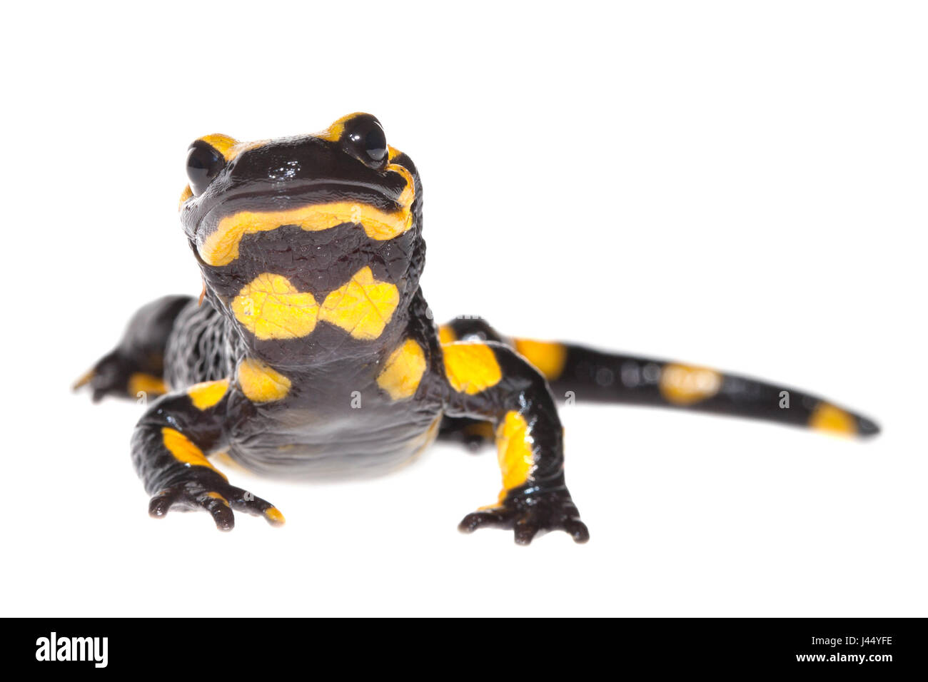 Rendu photo d'une salamandre de feu Banque D'Images