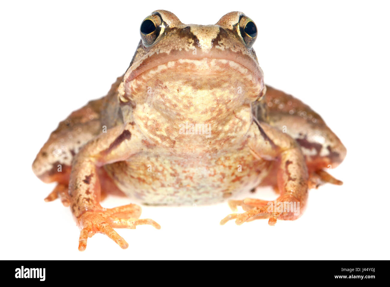 Rendu photo d'une grenouille rousse Banque D'Images