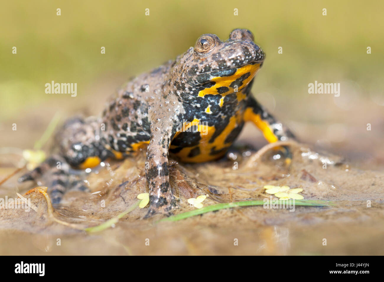 Photo d'un crapaud à ventre jaune près de l'eau Banque D'Images