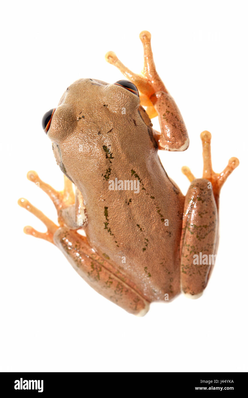 Rendu photo d'une grenouille d'arbre Natal Banque D'Images