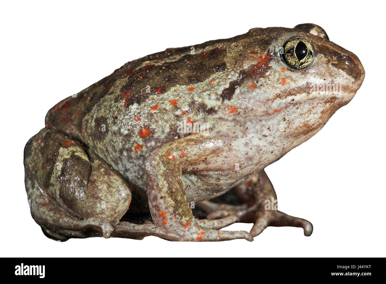 Crapaud commun sur un fond blanc (rendu) Banque D'Images