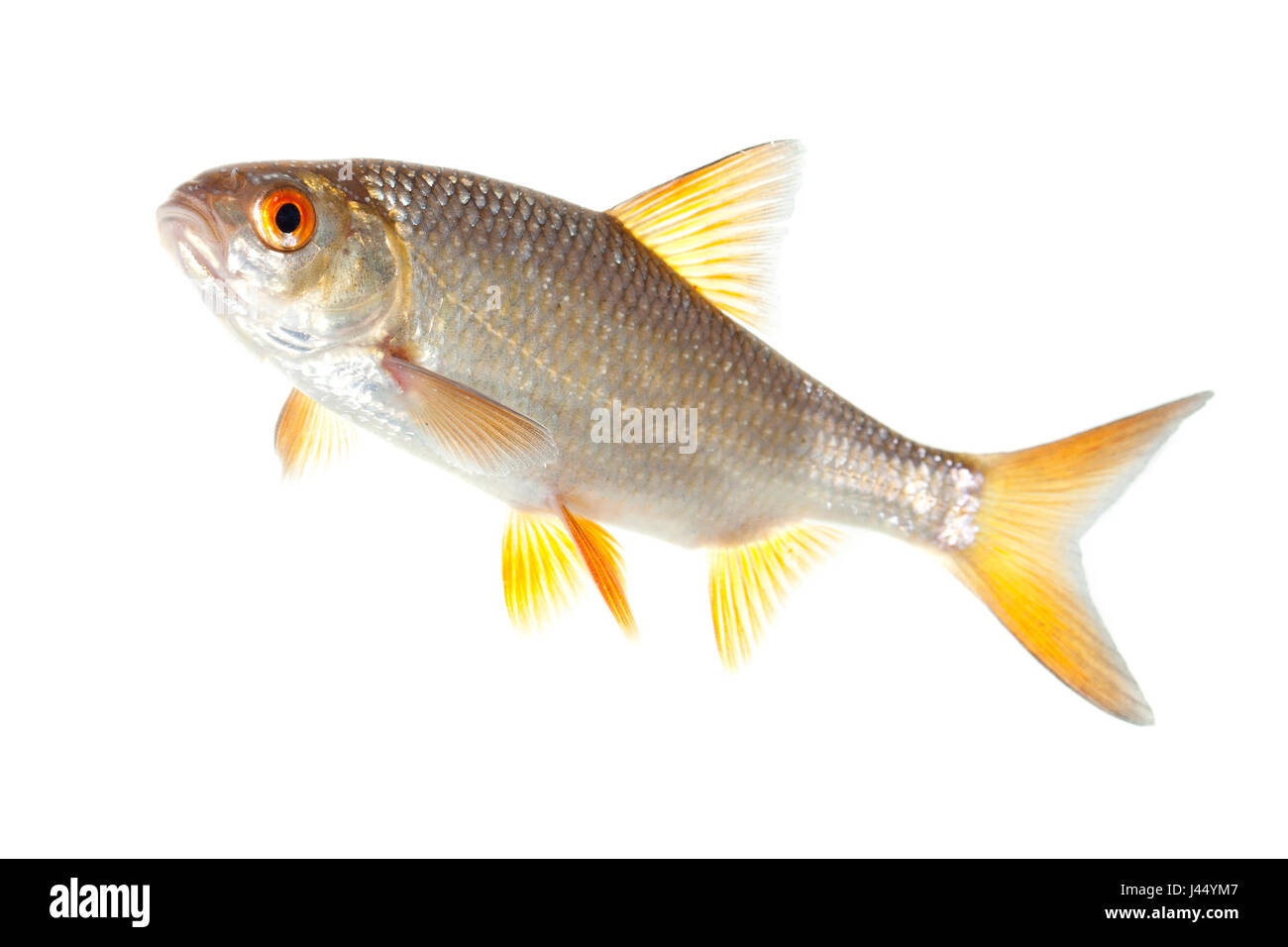 Photo d'un roach sur un fond blanc. Banque D'Images