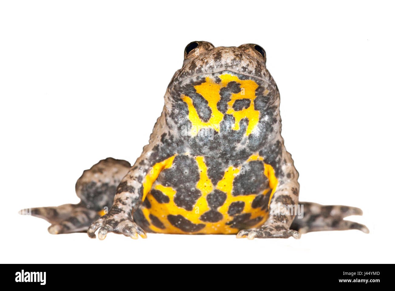 Yellow-bellied toad contre fond blanc (rendu) Banque D'Images
