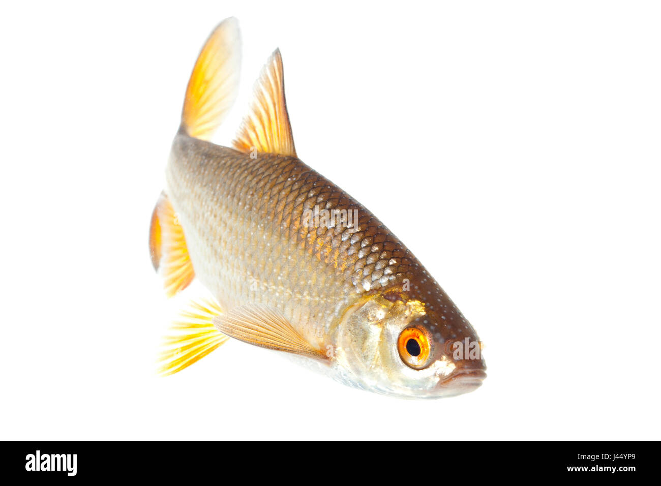 Rendu photo d'un roach sur un fond blanc. Banque D'Images