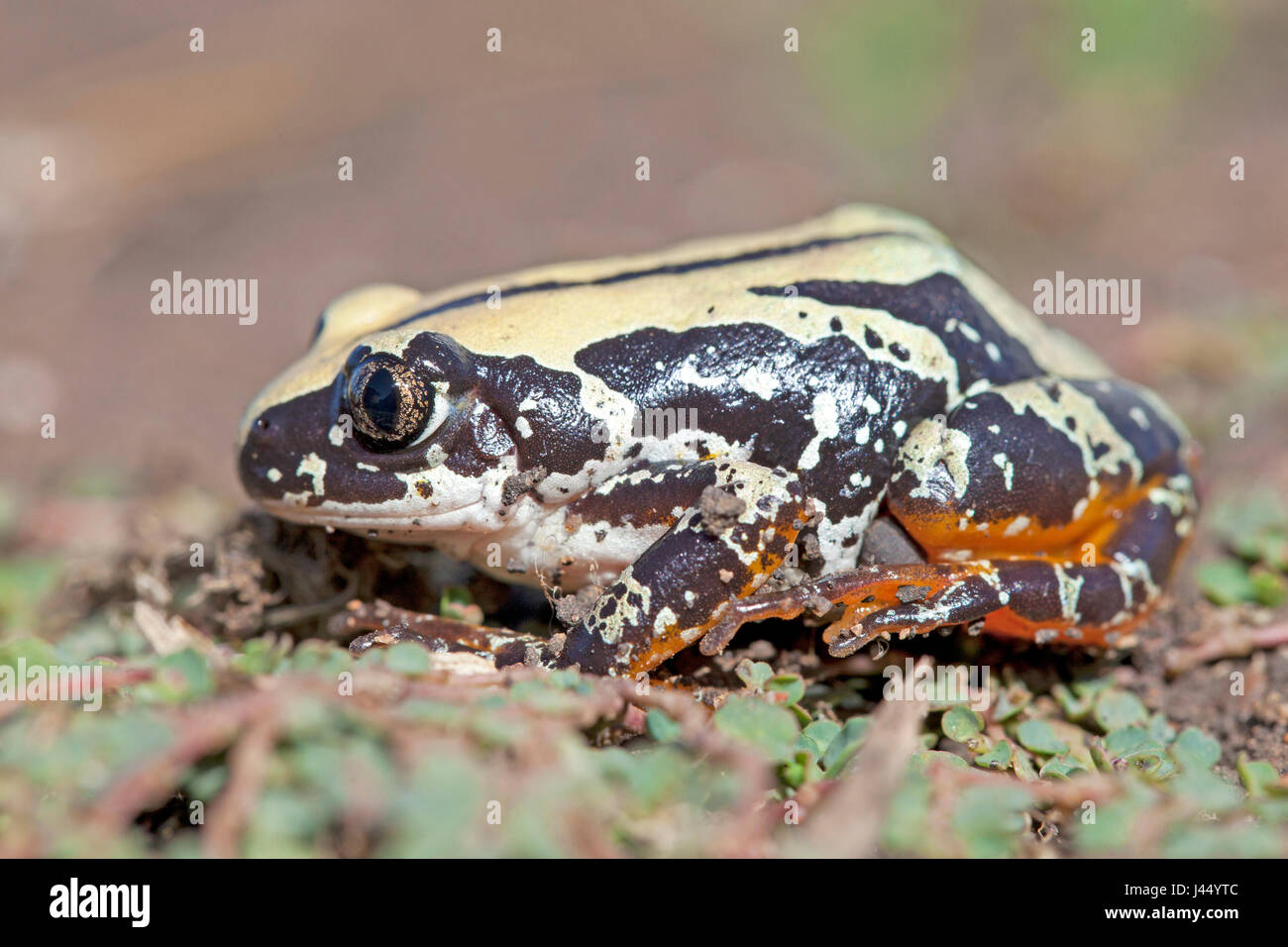 Weallii Semnodactylus Rattling ; grenouille Banque D'Images