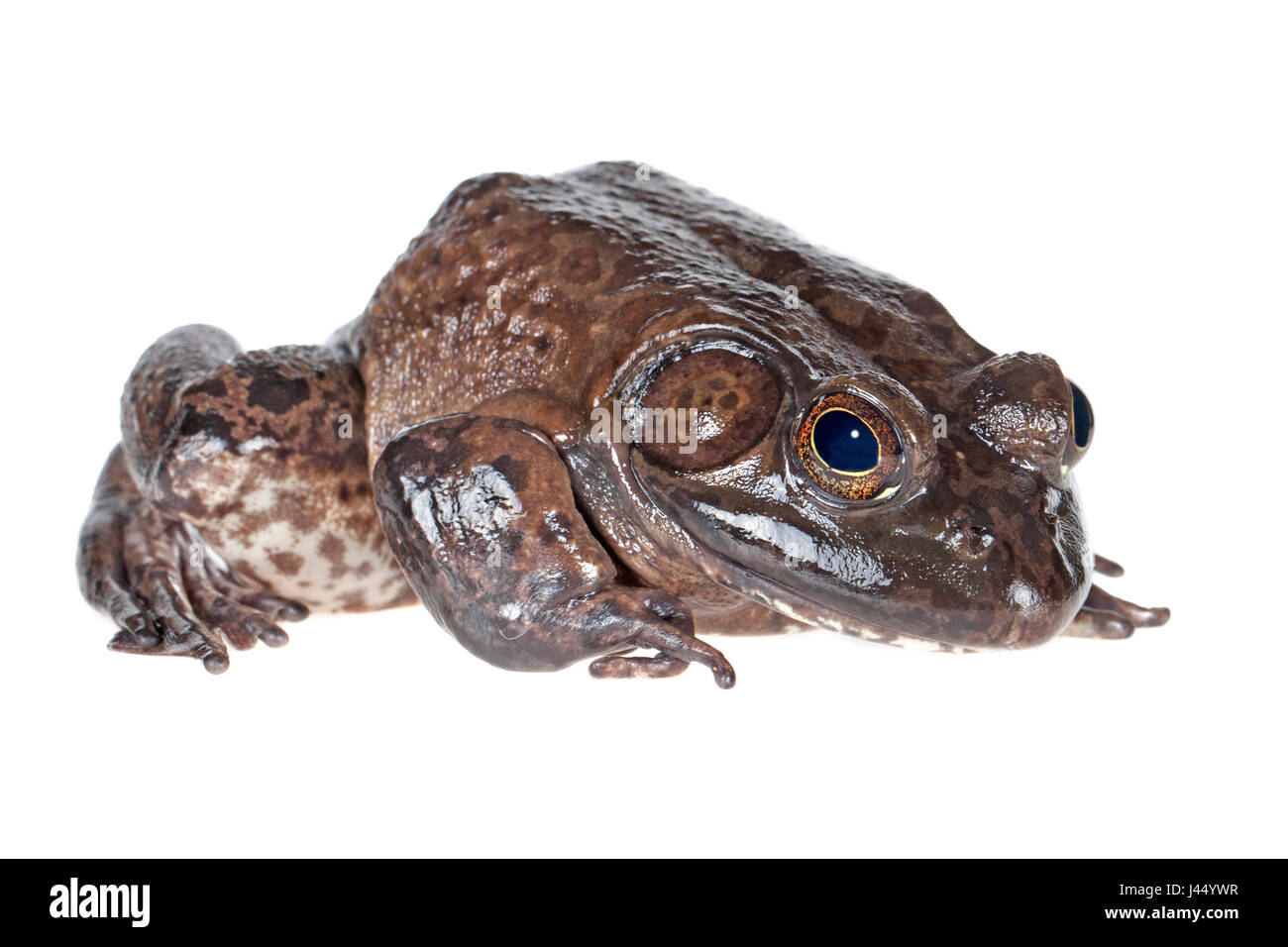 American Bullfrog photographié sur un fond blanc. Banque D'Images