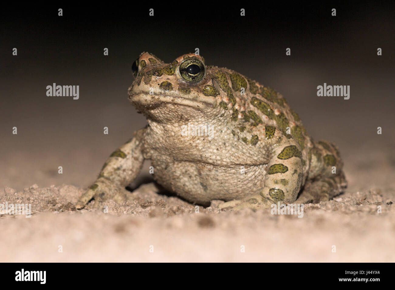 Photo d'un crapaud vert adultes sur le sable dans le noir Banque D'Images