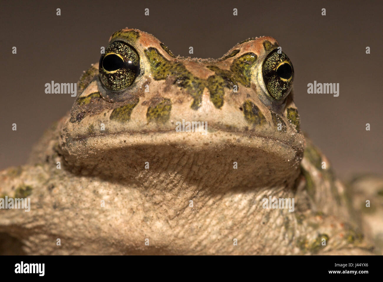 Portrait d'un crapaud vert Banque D'Images