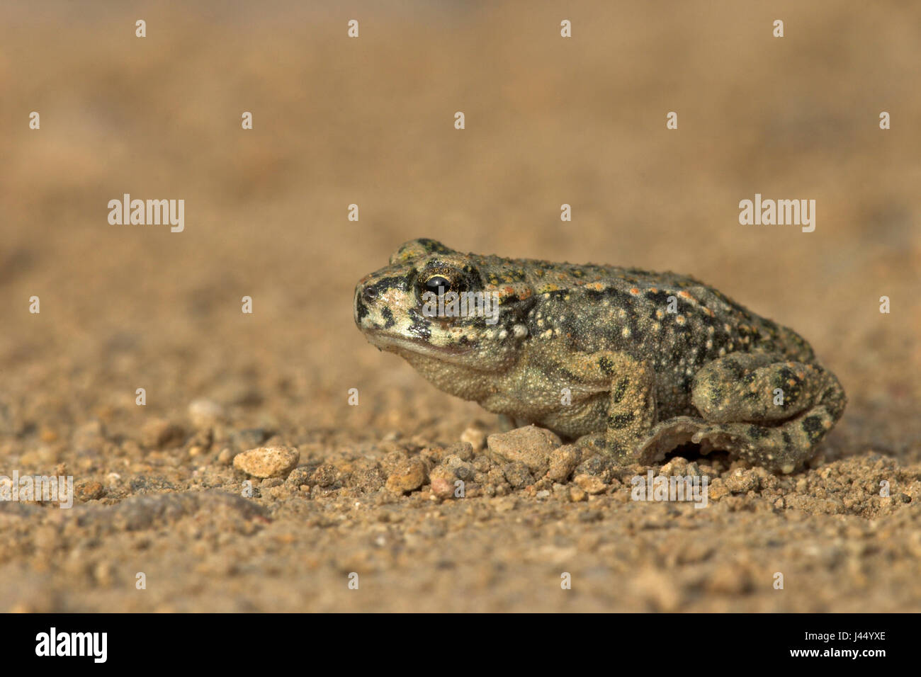 Photo d'un jeune crapaud vert Banque D'Images