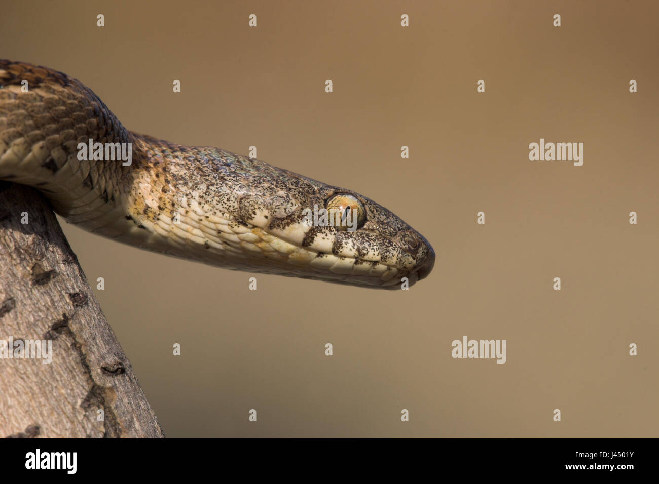 Portrait d'un chat serpent Banque D'Images