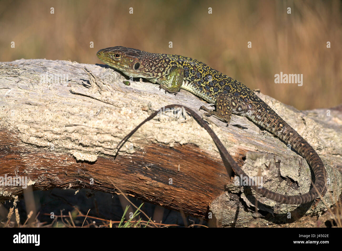 Photo d'un Ocellated lizard basking sur un morceau de bois Banque D'Images