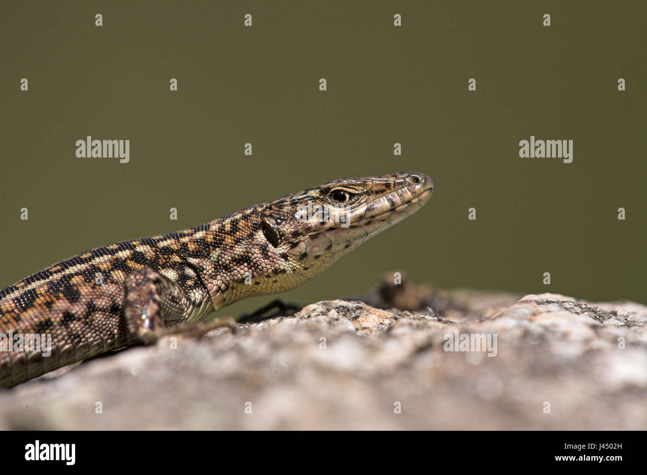 Portrait d'un lézard des murailles ibérique Banque D'Images