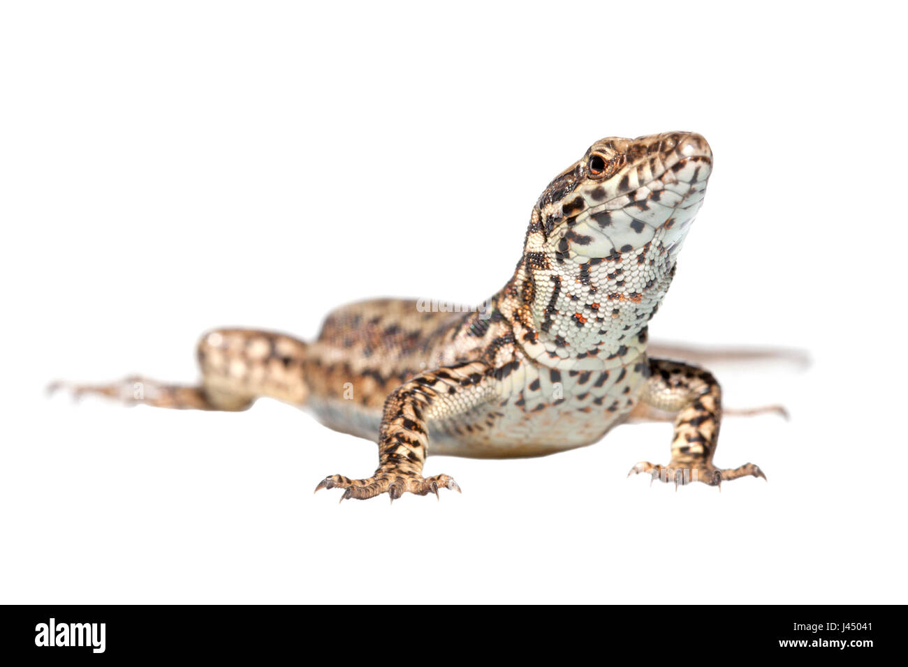 Rendu photo d'un lézard des murailles (Podarcis muralis) Banque D'Images