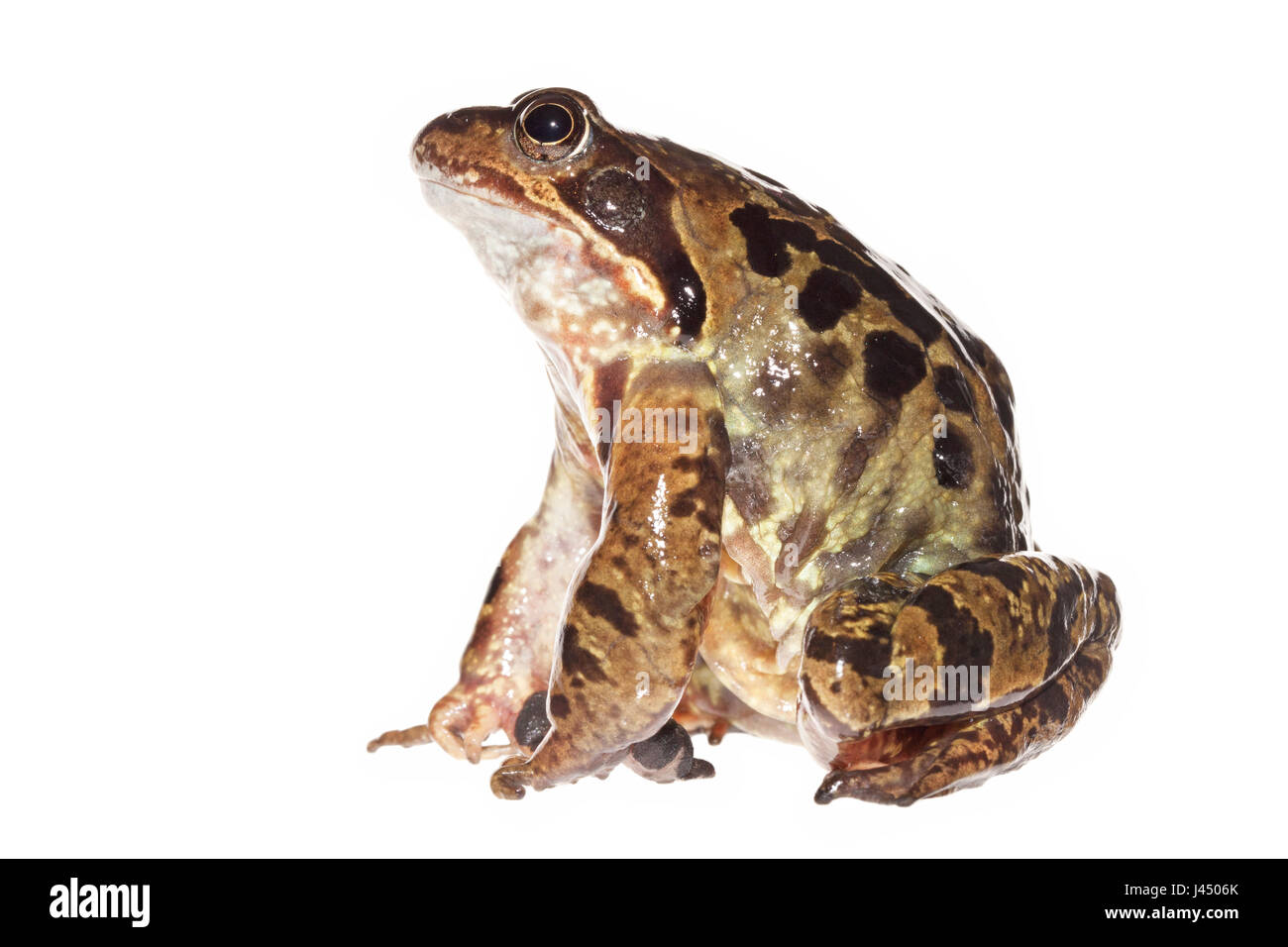 Rendu photo d'un homme grenouille commune Banque D'Images