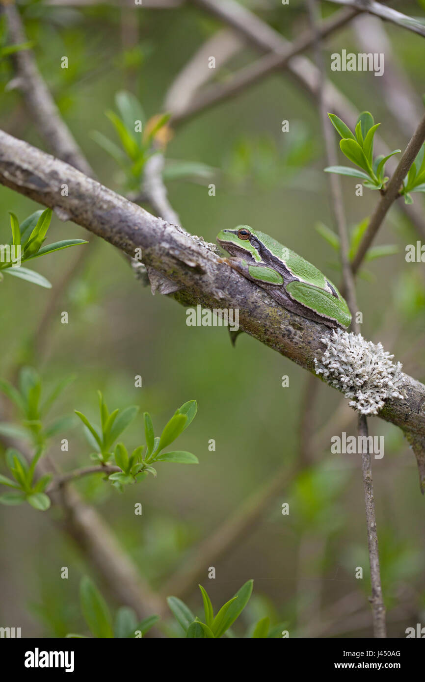(Hyla arborea) rainette commune Banque D'Images
