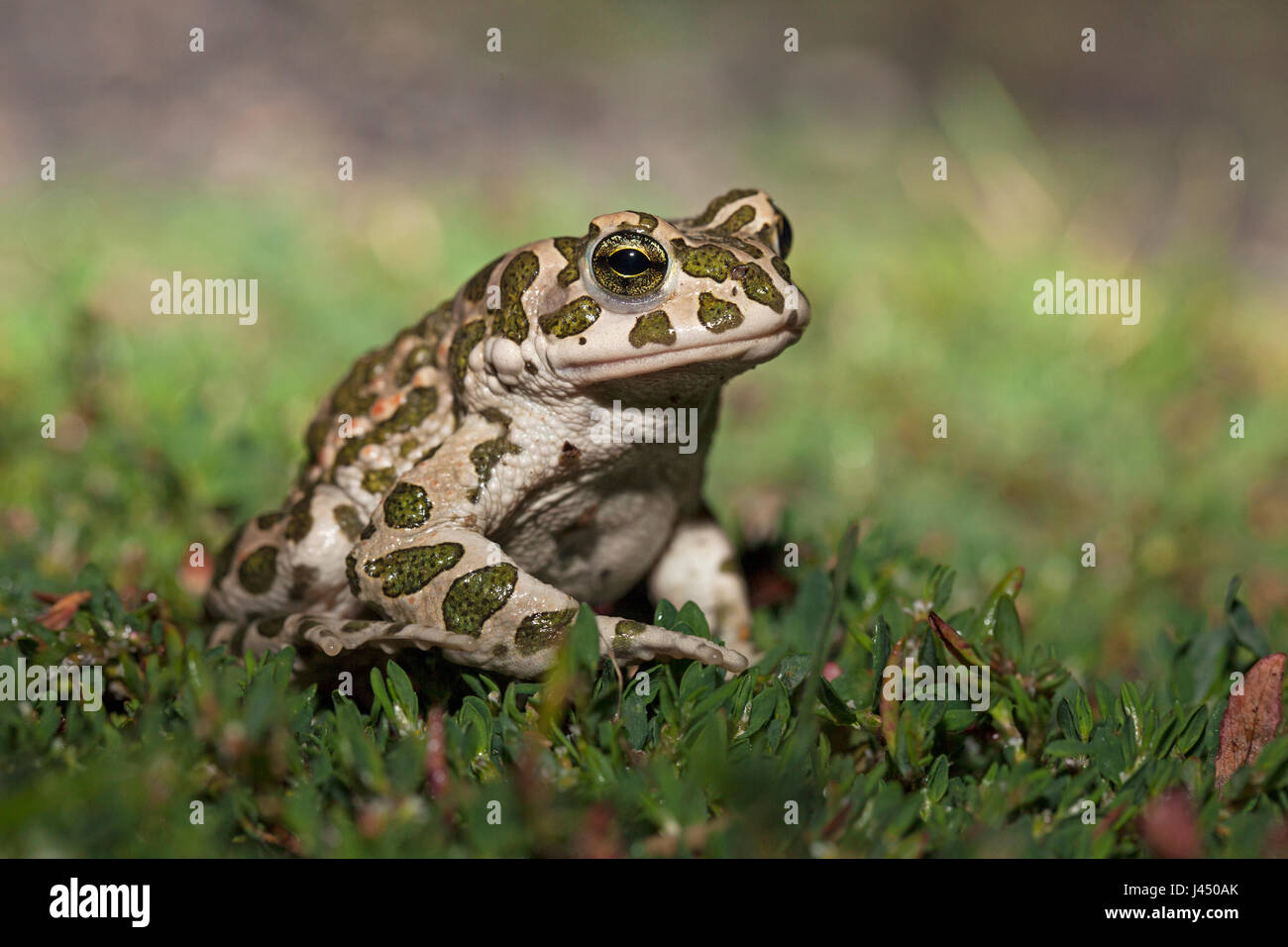 Photo d'un crapaud vert sur l'herbe Banque D'Images