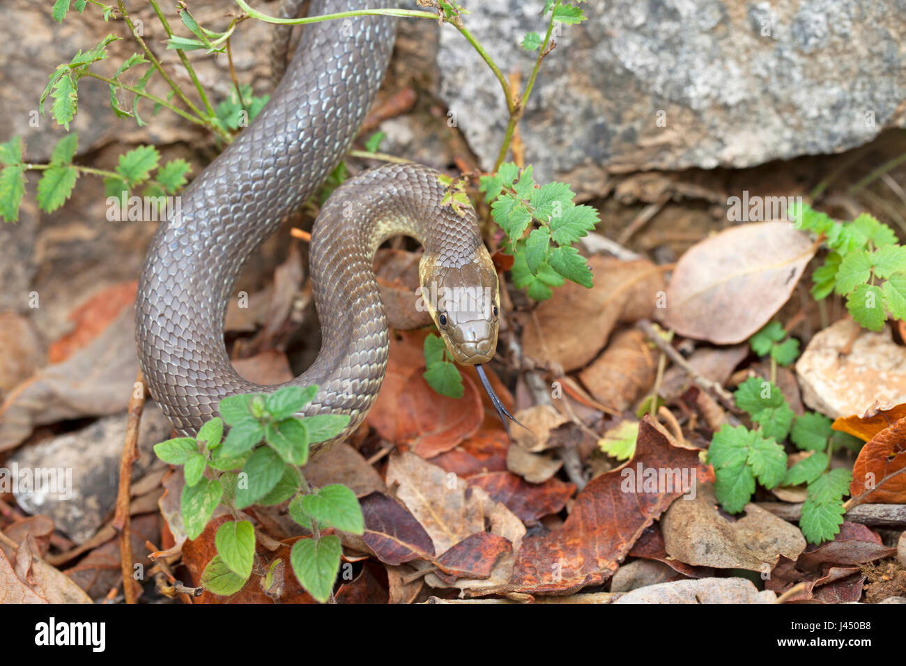 Photo d'un Aesculapian snake sur le terrain Banque D'Images