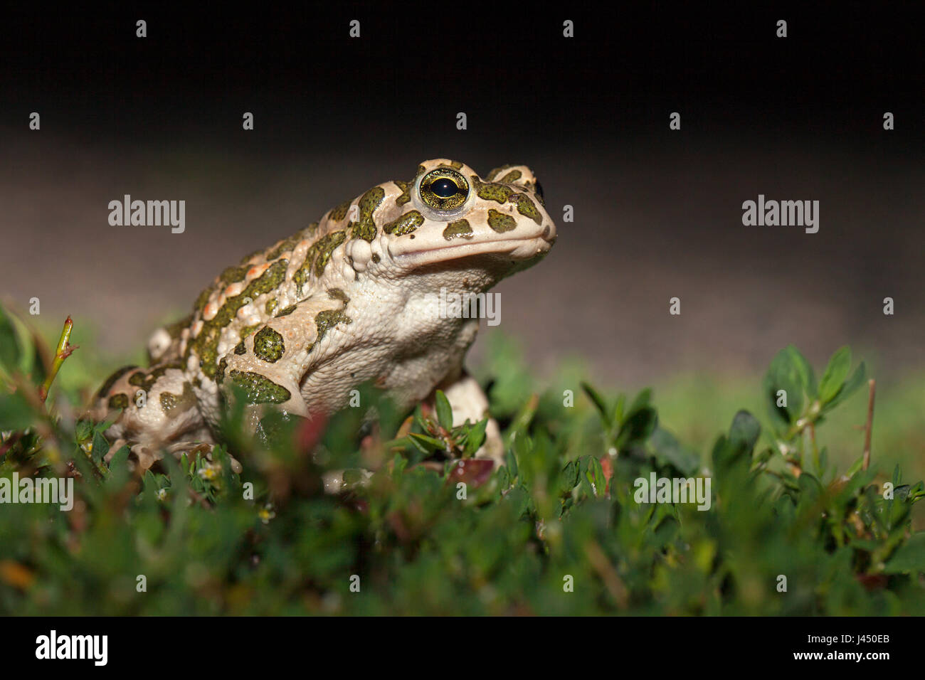 Photo d'un crapaud vert sur l'herbe Banque D'Images