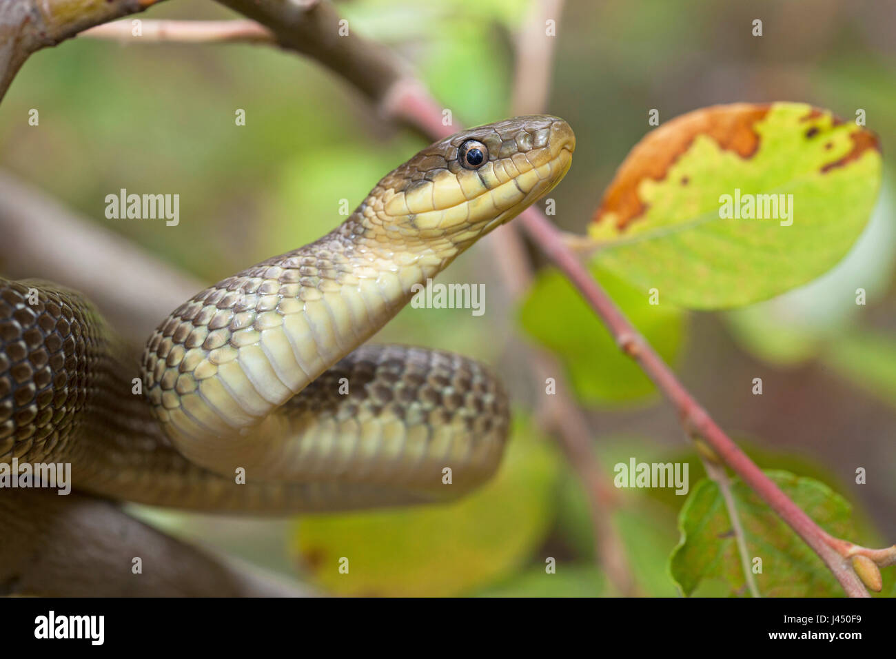Photo d'un Aesculapian snake l'escalade dans un arbre Banque D'Images