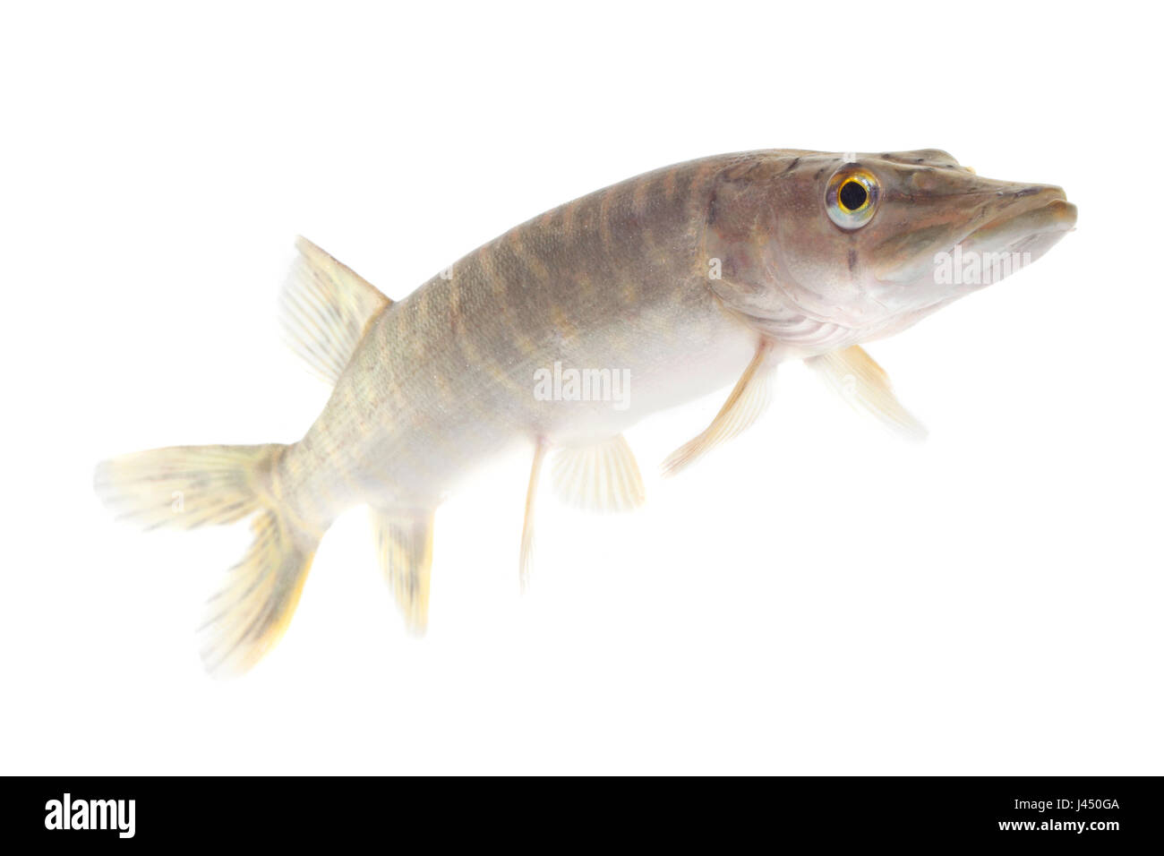 Photo d'un brochet sur un fond blanc Banque D'Images