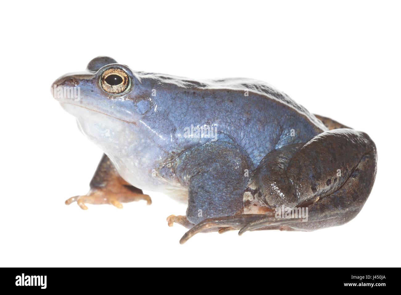 Mâle bleu moor frog isolé sur fond blanc Banque D'Images