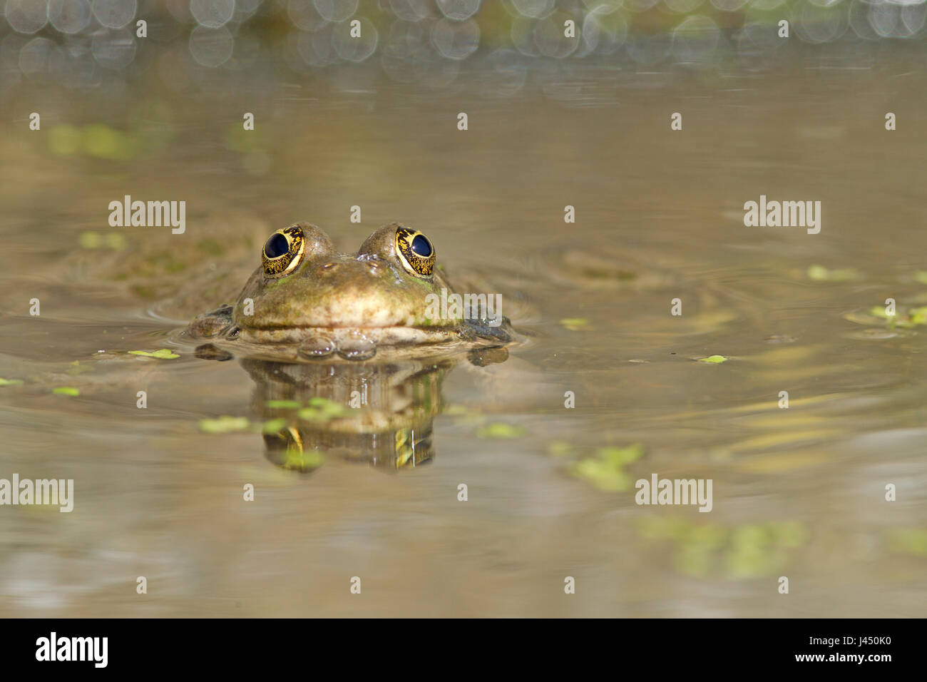 Grenouille des marais dans l'eau Banque D'Images