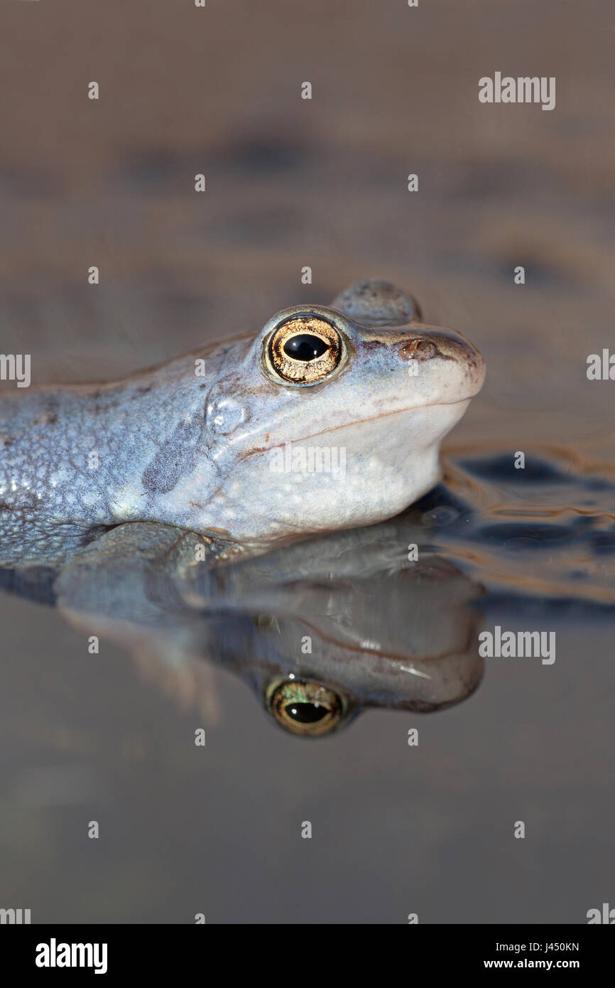 Portrait d'un mâle bleu moor frog Banque D'Images