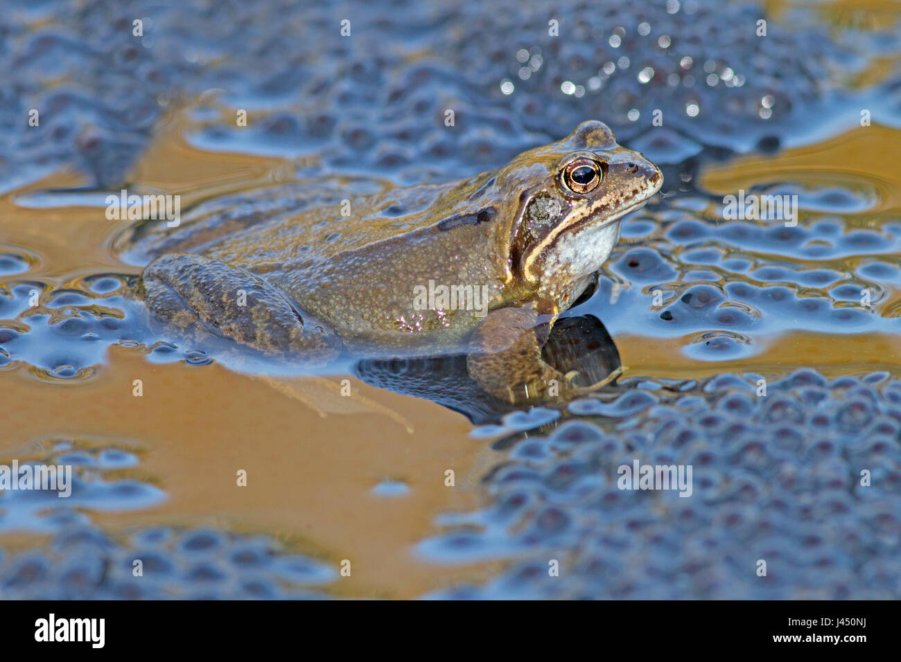 Grenouille rousse grenouille mâle en haut de frayer au cours de l'accouplement Banque D'Images