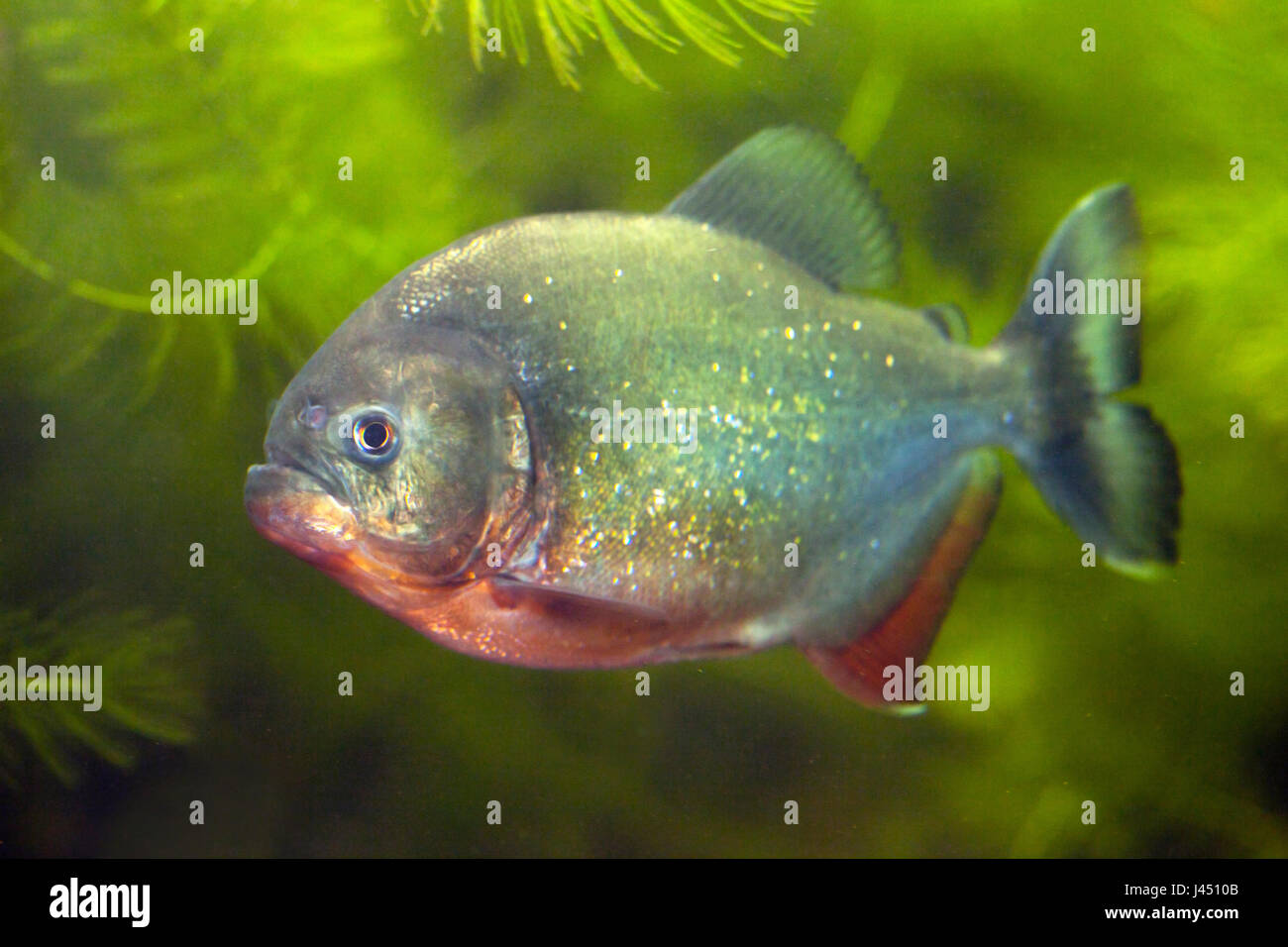 Le piranha à ventre rouge entre les plantes vertes Banque D'Images