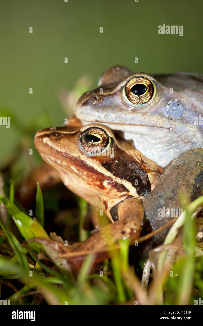 Portrait de paire de Moor les grenouilles en herbe Banque D'Images