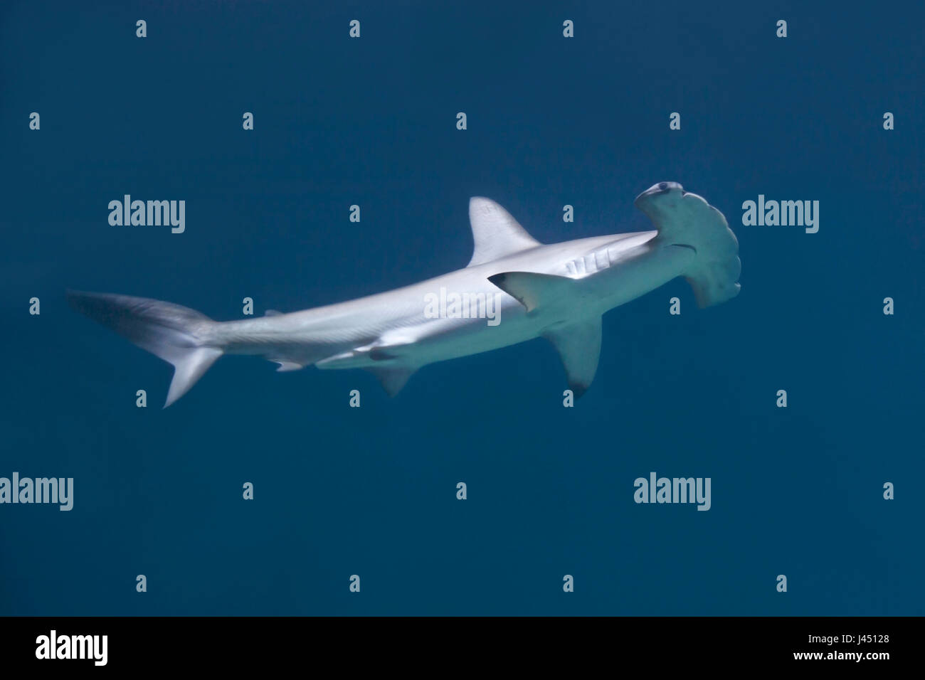 Piscine Requin marteau halicorne contre fond bleu Banque D'Images